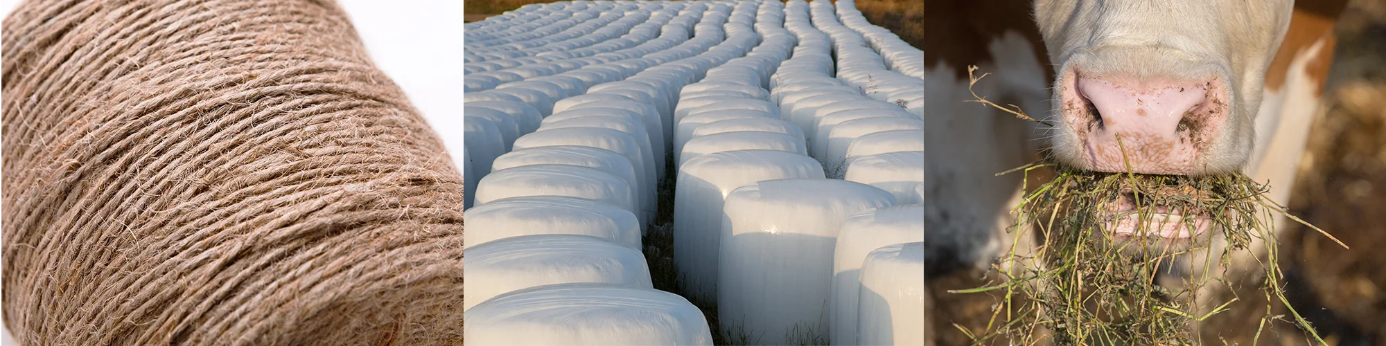 Agricultural twine, wrapped hay bales and livestock